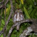 owl_pygmy_andean_map_h_0050_cos0246.jpg
